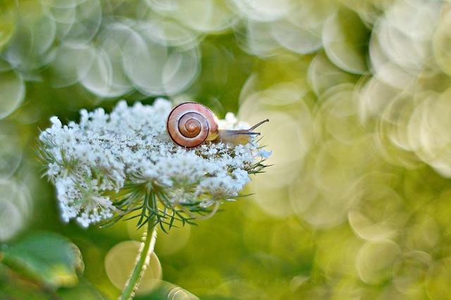 蜗牛具有很高的食用和药用价值，你知道它的哪些价值呢？